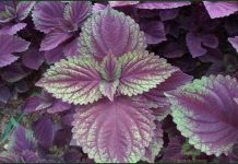 An thai bằng lá tía tô HTB1h_MWFFXXXXbuXpXXq6xXFXXXT