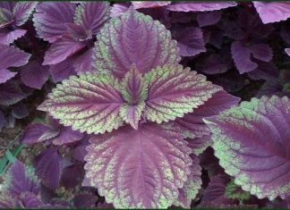 An thai bằng lá tía tô HTB1h_MWFFXXXXbuXpXXq6xXFXXXT