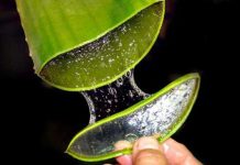 Những tác dụng làm đẹp, dưỡng da mặt của mặt nạ nha đam cach-lam-mat-na-nha-dam-tai-nha