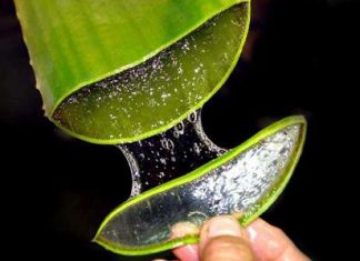 Những tác dụng làm đẹp, dưỡng da mặt của mặt nạ nha đam cach-lam-mat-na-nha-dam-tai-nha