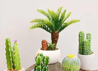 Dầu cây xương rồng: tất cả các lợi ích cho da và tóc Dầu cây xương rồng 2