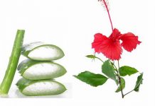 Tất tần tật các công thức mặt nạ nha đam cho tóc Tất tần tật các công thức mặt nạ nha đam cho tóc tăng trưởng cực nhanh