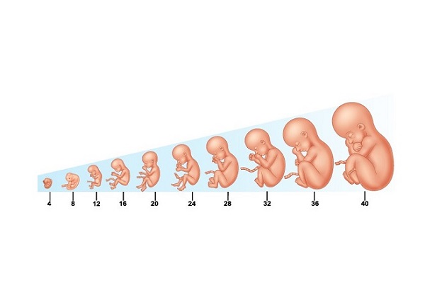 Chiều dài xương đùi thai nhi ngắn hơn tuổi thai có sao không?