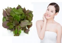 Tổng hợp tất cả các cách chăm sóc da bằng lá tía tô tại nhà Tổng hợp tất cả các cách chăm sóc da bằng lá tía tô tại nhà