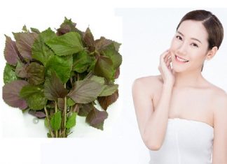 Tổng hợp tất cả các cách chăm sóc da bằng lá tía tô tại nhà Tổng hợp tất cả các cách chăm sóc da bằng lá tía tô tại nhà