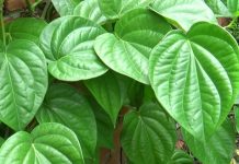 5 cách chăm sóc da bằng lá trầu không 100% thành công 5 cách chăm sóc da bằng lá trầu không 10 người thử thành công cả 10