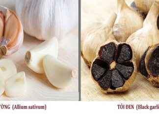 Phân biệt sự khác nhau giữa tỏi đen và tỏi thường Tỏi đen khác tỏi thường như thế nào? Nên sử dụng tỏi đen khi nào?