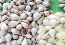 Tỏi đen Lý Sơn là gì, giá bao nhiêu 1kg? Mua ở đâu chất lượng? Tỏi đen Lý Sơn là gì, giá bao nhiêu 1kg? Mua ở đâu chất lượng?