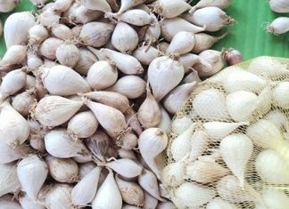 Tỏi đen Lý Sơn là gì, giá bao nhiêu 1kg? Mua ở đâu chất lượng? Tỏi đen Lý Sơn là gì, giá bao nhiêu 1kg? Mua ở đâu chất lượng?