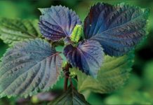 4 cách đánh bay mụn bằng lá tía tô siêu hiệu quả tại nhà Cách trị mụn bằng lá tía tô để có được làn da láng mịn như thế nào? Cùng tham khảo thông tin hữu ích ở bài viết dưới đây nhé!