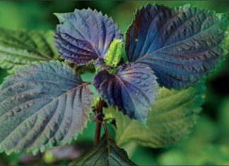 4 cách đánh bay mụn bằng lá tía tô siêu hiệu quả tại nhà Cách trị mụn bằng lá tía tô để có được làn da láng mịn như thế nào? Cùng tham khảo thông tin hữu ích ở bài viết dưới đây nhé!