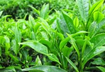 Tại sao phụ nữ Nhật lựa chọn rửa mặt bằng nước chè xanh chăm sóc da? Tại sao phụ nữ Nhật lựa chọn rửa mặt bằng nước chè xanh chăm sóc da?