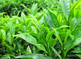 Tại sao phụ nữ Nhật lựa chọn rửa mặt bằng nước chè xanh chăm sóc da? Tại sao phụ nữ Nhật lựa chọn rửa mặt bằng nước chè xanh chăm sóc da?