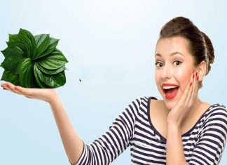 Điểm danh 5 tác dụng của lá trầu không với da mặt mà chị em không nên bỏ qua