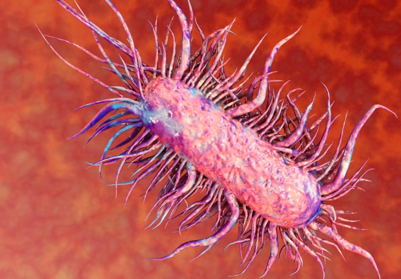tac-hai-cua-vi-khuan-e.coli
